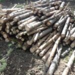 Спил деревьев